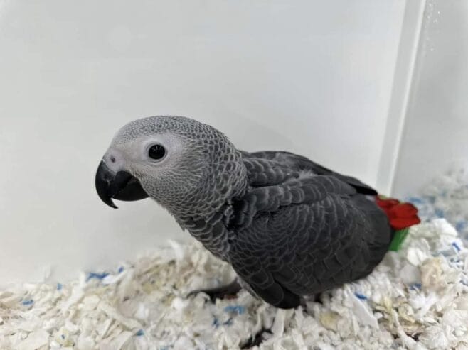 African grey parrots babies