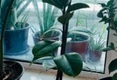 Urgent Plants Sale