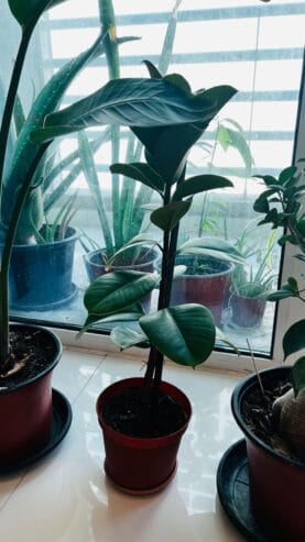 Urgent Plants Sale