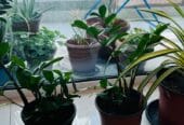 Urgent Plants Sale