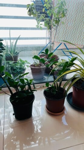 Urgent Plants Sale